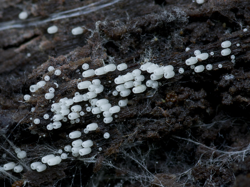 Henningsomyces candidus